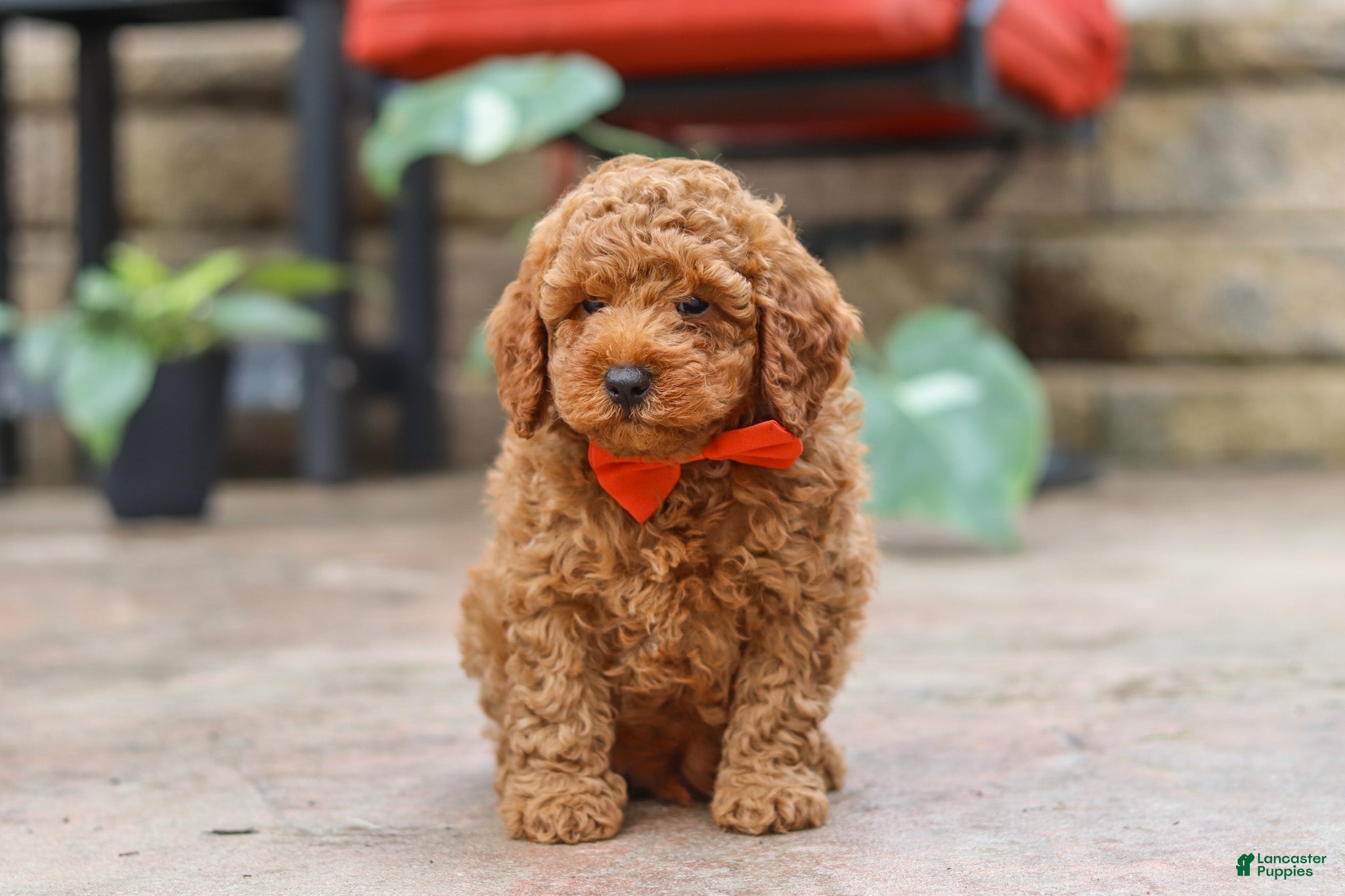Miniature Poodle dogs Maverick - Ad 2