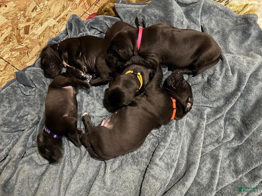 Great Dane dogs for sale: Tobie - Ad 11
