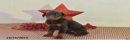 Doberman Pinscher dogs for sale: Bella   - Ad 1