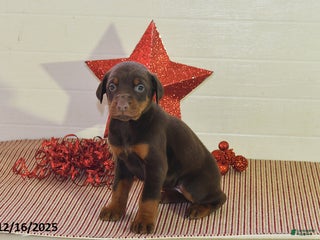 Doberman Pinscher dogs Bella - Ad 26