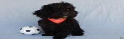 Cockapoo dogs for sale: Smokey - Ad 3
