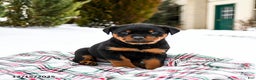 Rottweiler dogs for sale: Roxy - Ad 3