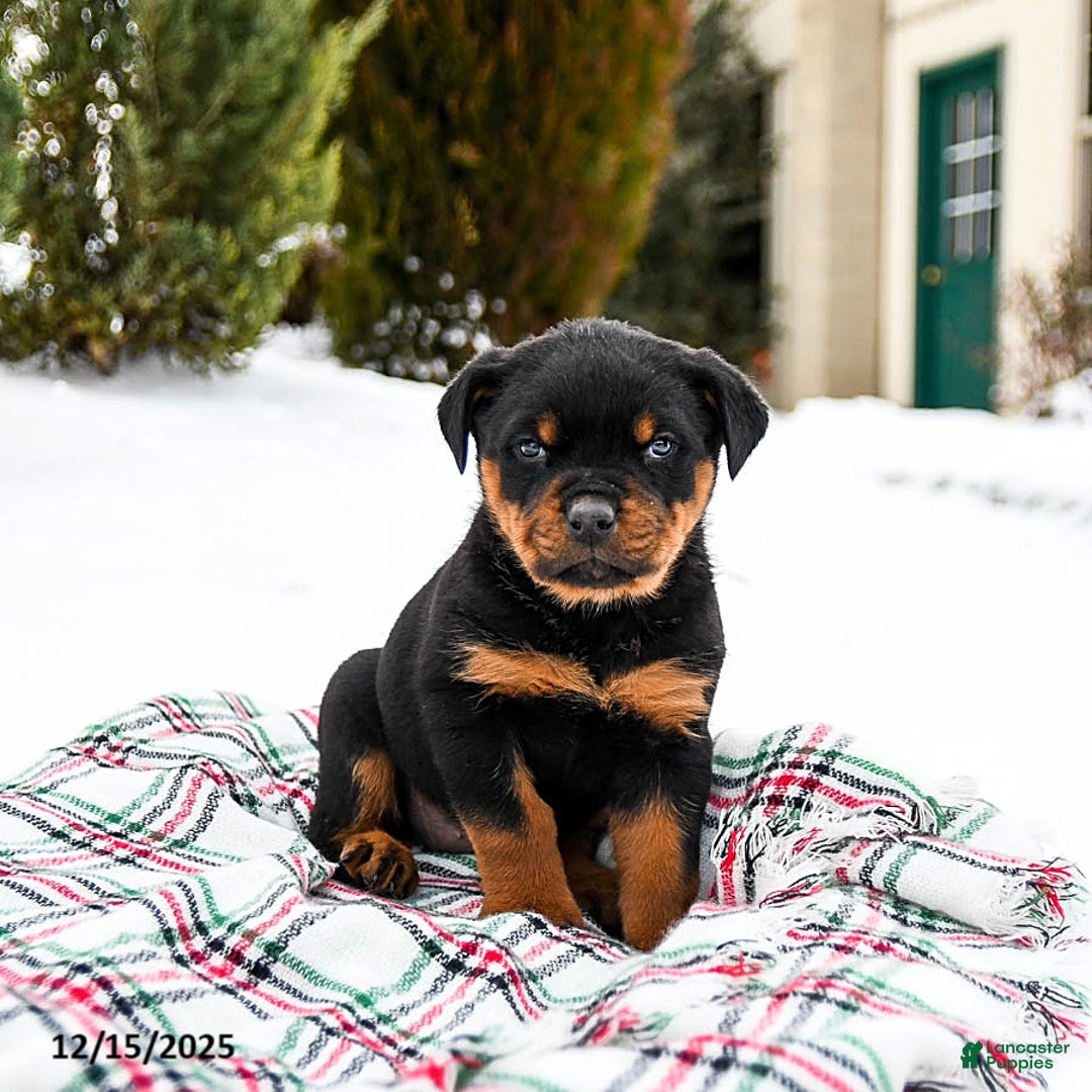 Rottweiler dogs for sale: Roxy - Ad 3