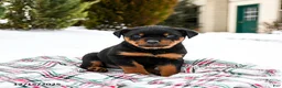 Rottweiler dogs for sale: Roxy - Ad 3