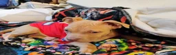 Staffordshire Bull Terrier dogs for sale: XL bully - Ad 4
