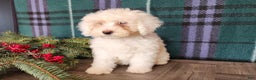 Mini Bernedoodle dogs for sale: Flake - Ad 4