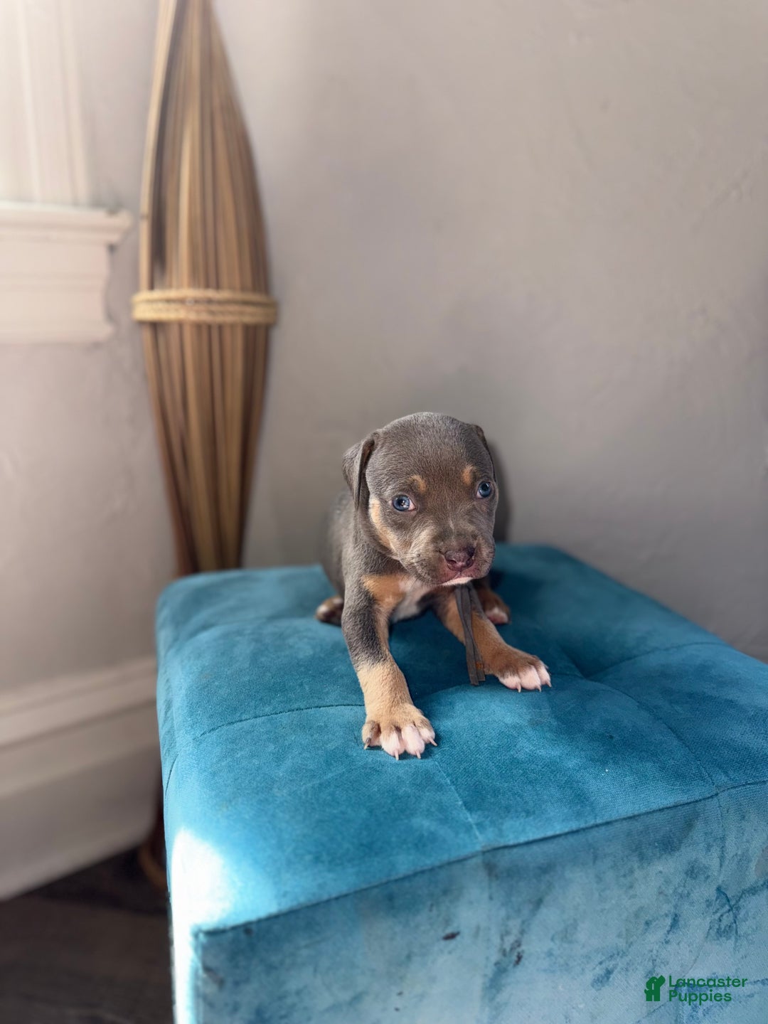 American Pit Bull Terrier dogs for sale: Cyn  - Ad 3