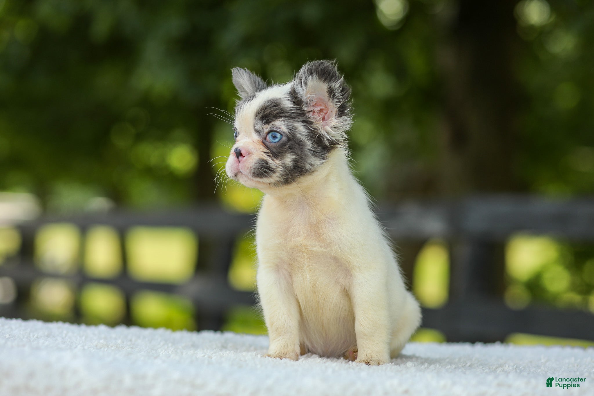 French Bulldog dogs Kelly - Ad 2