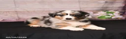 Miniature Australian Shepherd dogs for sale: Trip - Ad 4