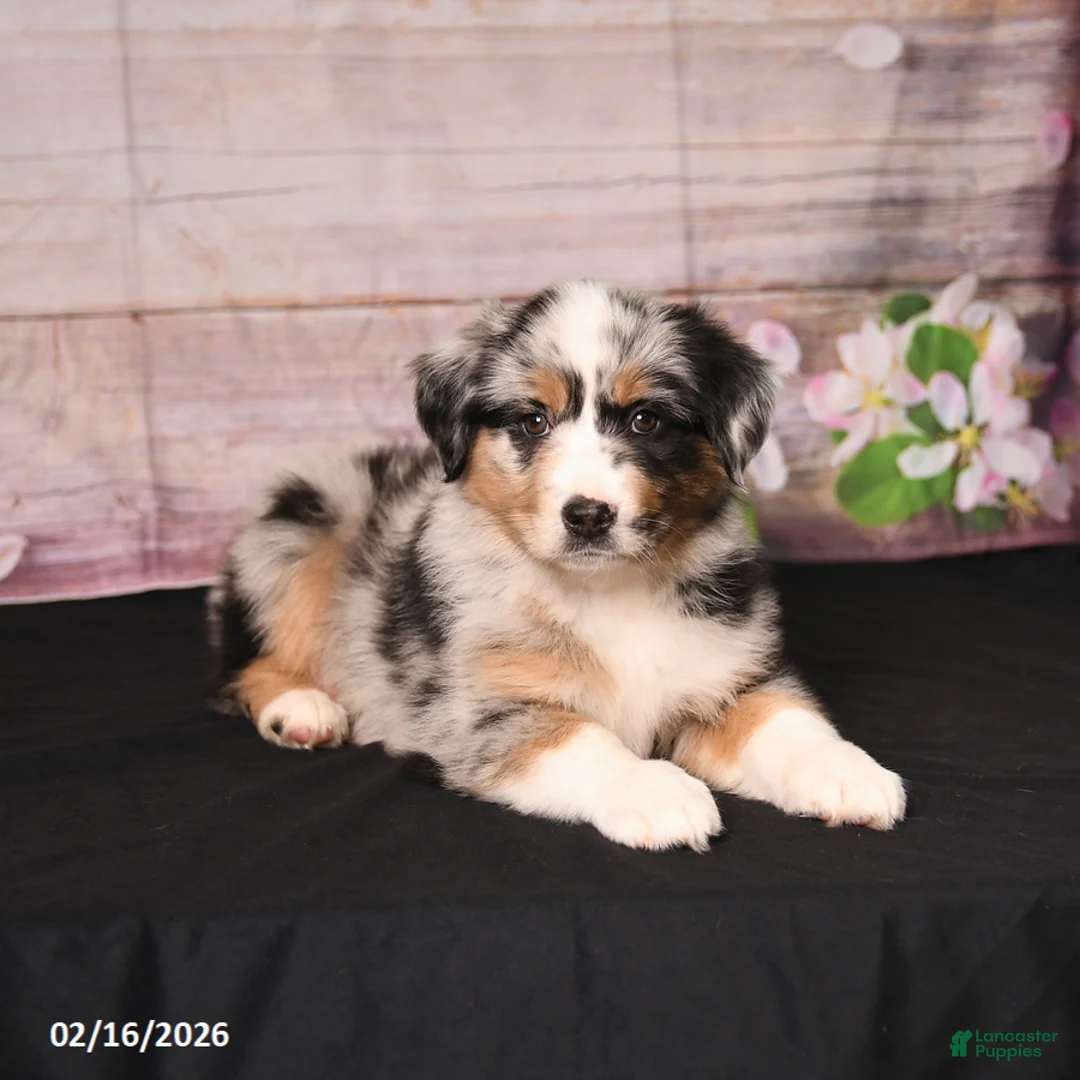 Miniature Australian Shepherd dogs for sale: Trip - Ad 4