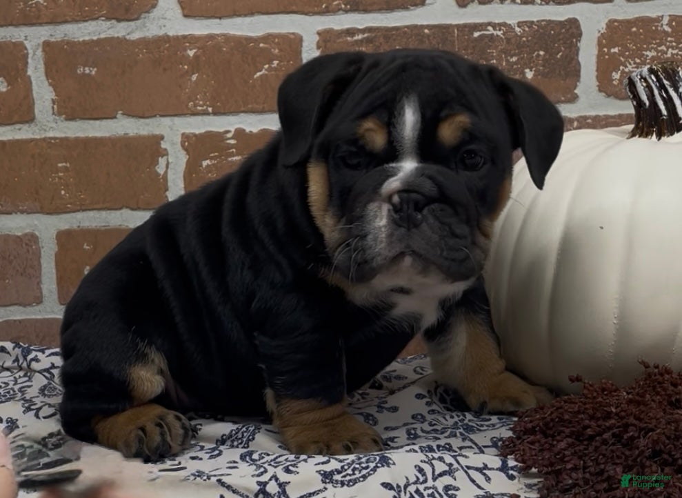 English Bulldog dogs Henry - Ad 1