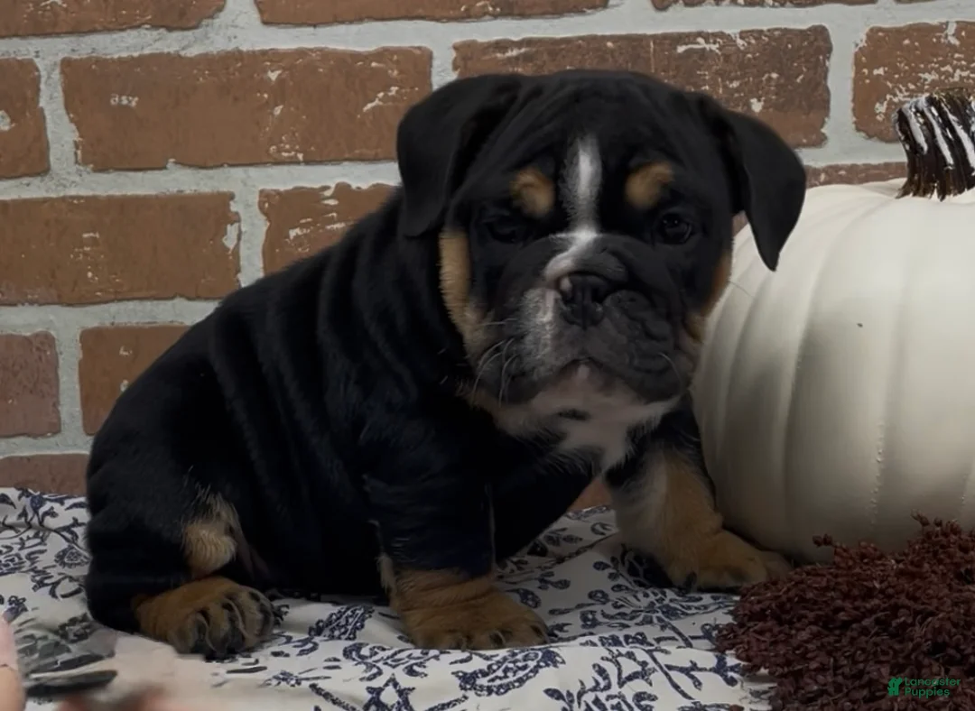 English Bulldog dogs for sale: Henry - Ad 1