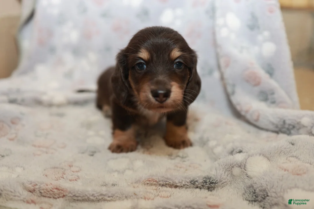 Miniature Dachshund dogs for sale: Timmy - Ad 1