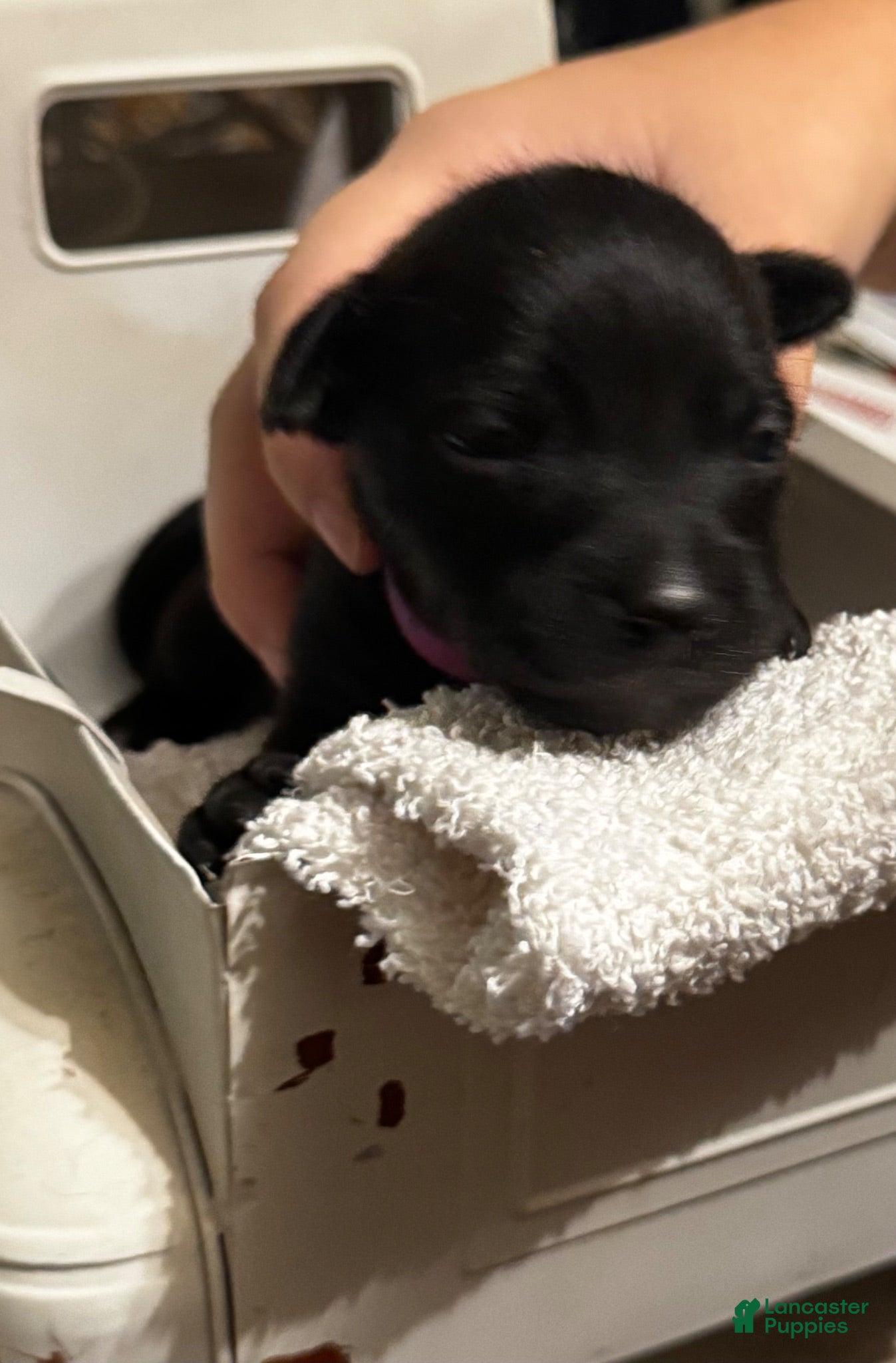 Mixed Breed dogs Mixed Breed 3 - Ad 16