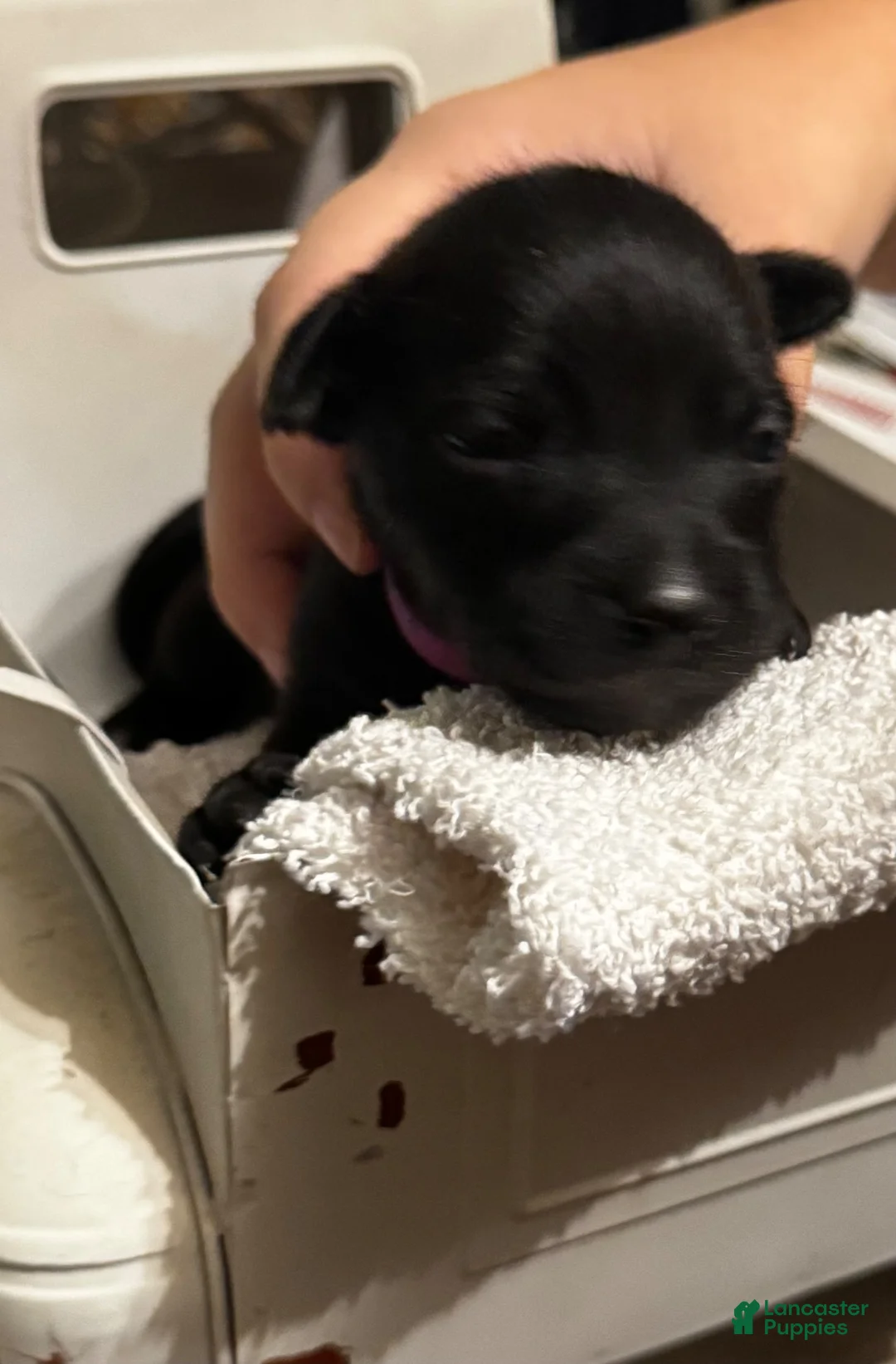 Mixed Breed dogs for sale: Mixed Breed 3 - Ad 1