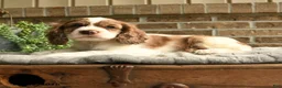 English Cocker Spaniel dogs for sale: Charolet - Ad 3