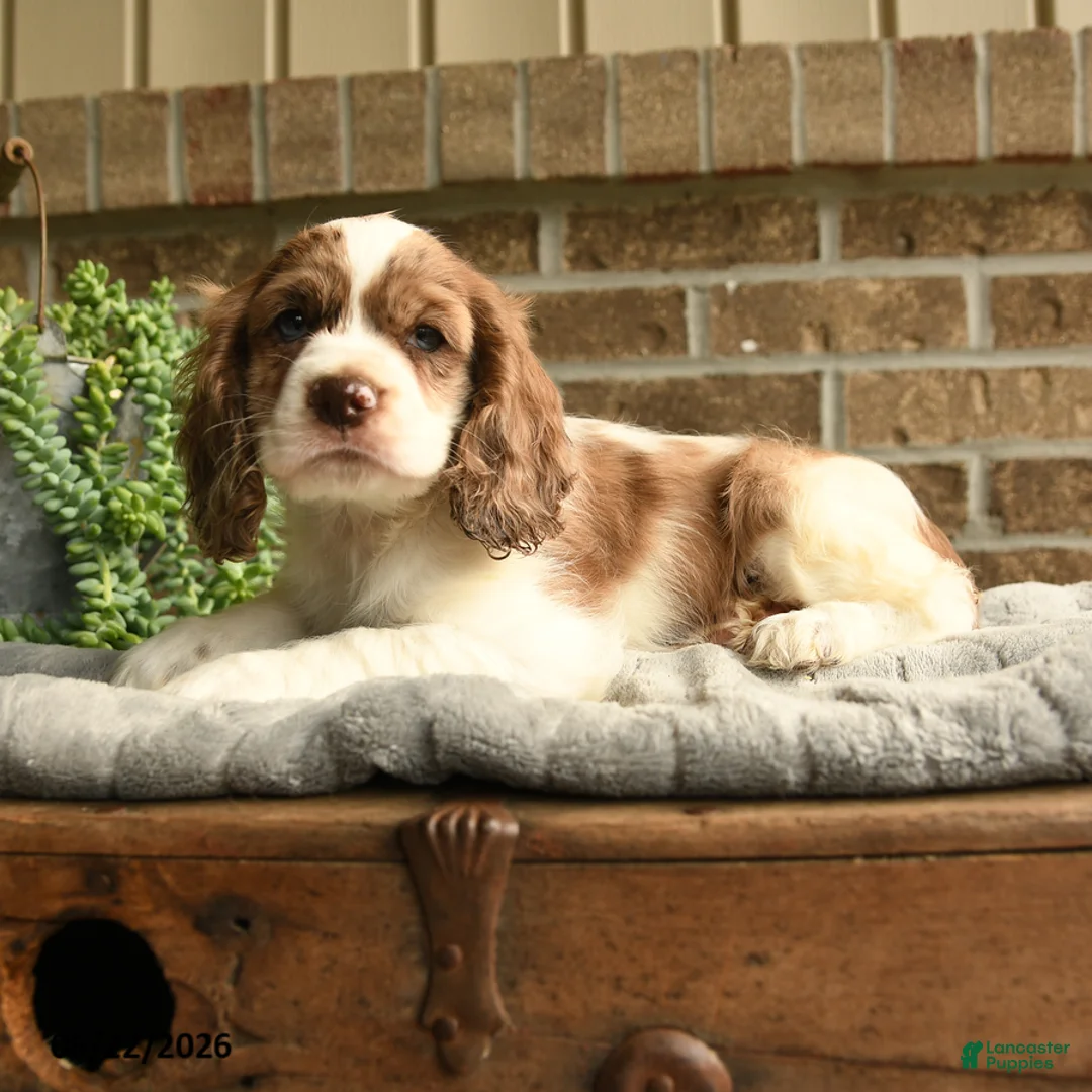 English Cocker Spaniel dogs for sale: Charolet - Ad 3