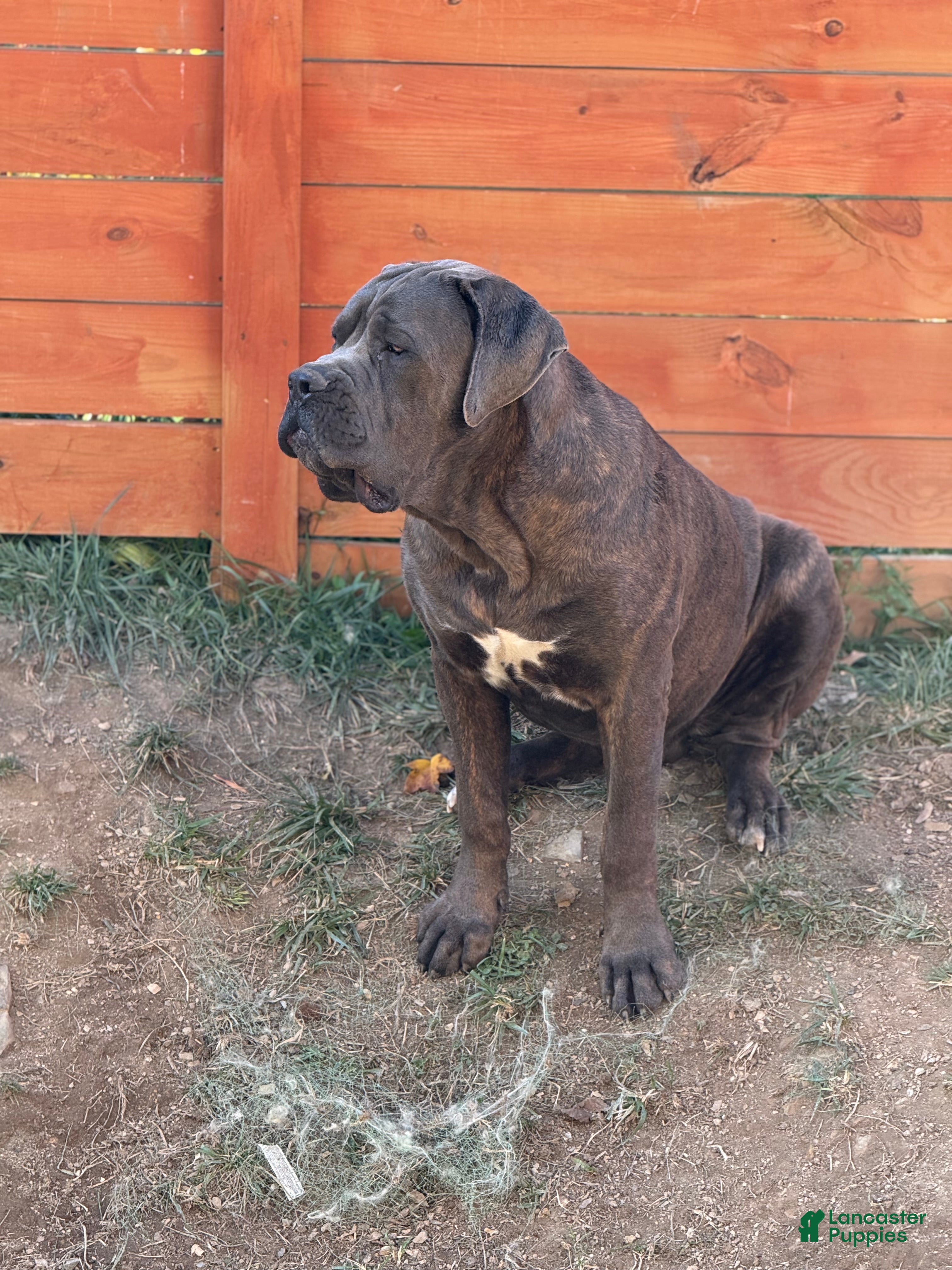 Cane Corso dogs Apollo  - Ad 1