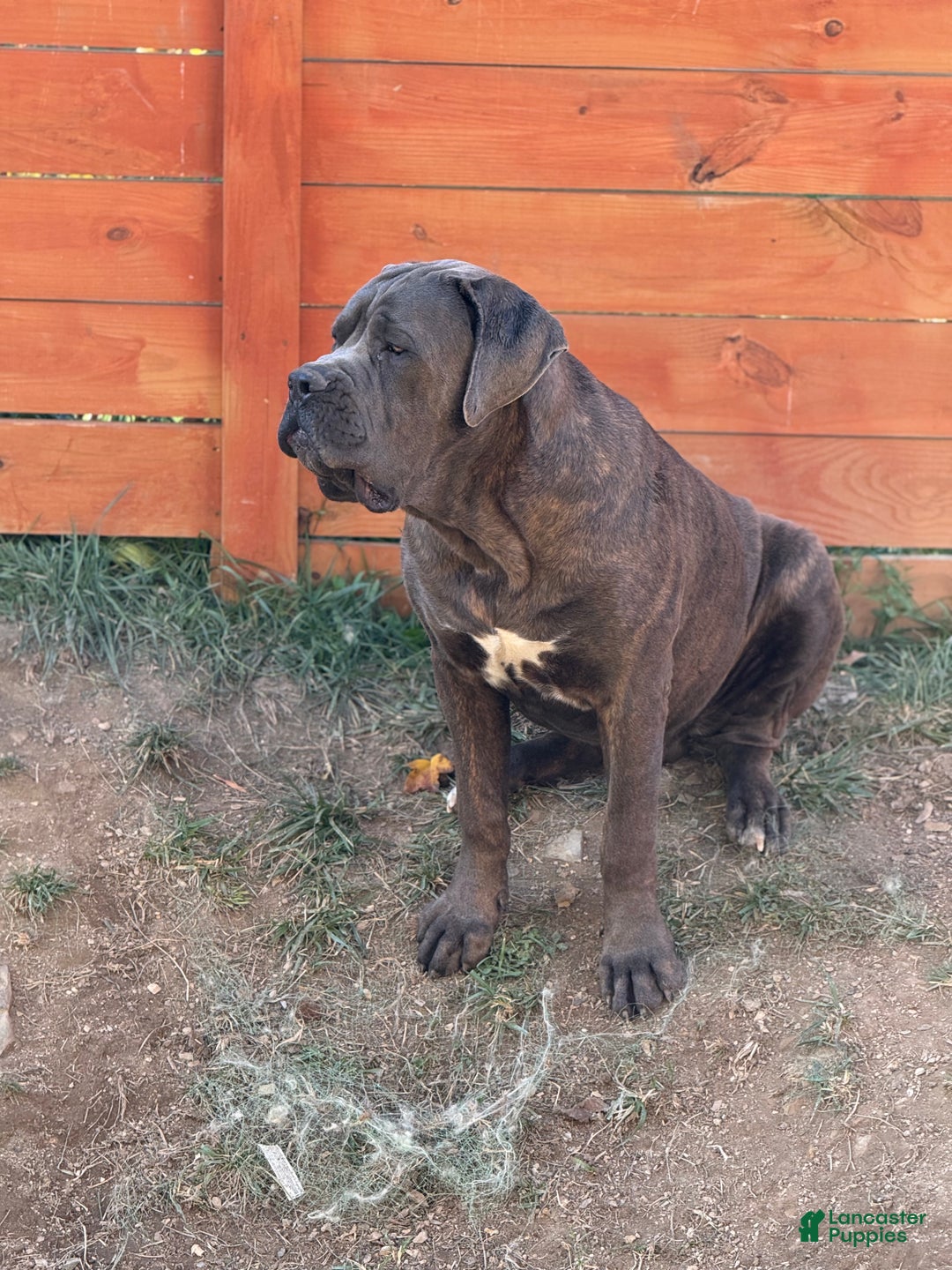 Cane Corso dogs for stud: Apollo  - Ad 1