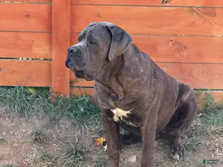 Cane Corso dogs Apollo - Ad 3