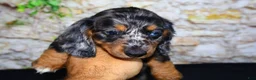 Miniature Dachshund dogs for sale: Avery - Ad 9