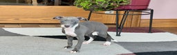 Italian Greyhound dogs for sale: Kk - Ad 18