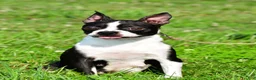 Boston Terrier dogs for sale: Simon - Ad 8