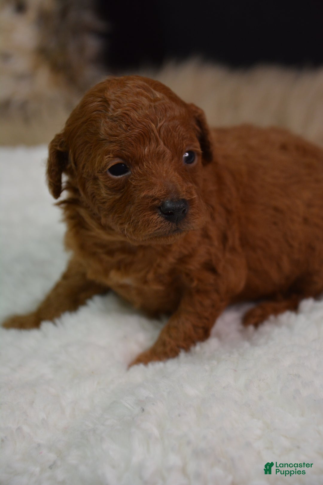Toy Poodle dogs for sale: Toy Poodle Puppy 1 - Ad 3