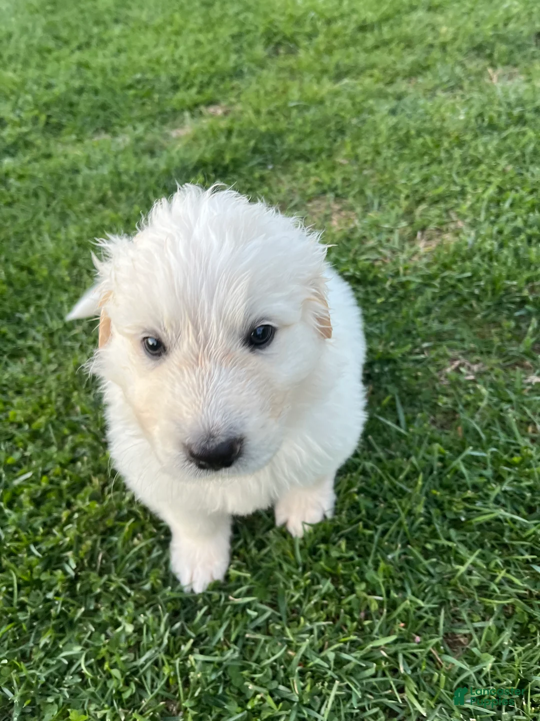 Mixed Breed dogs for sale: Tator Tot - Ad 2