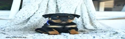 Rottweiler dogs for sale: Roy  - Ad 3