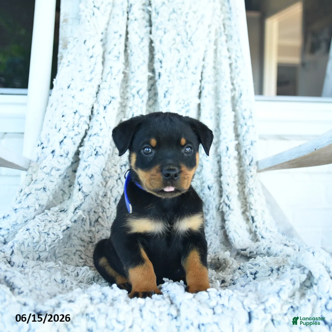 Rottweiler dogs for sale: Roy  - Ad 3