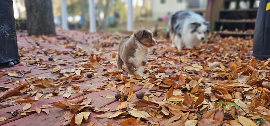 Miniature Australian Shepherd dogs for sale: Bread - Ad 11