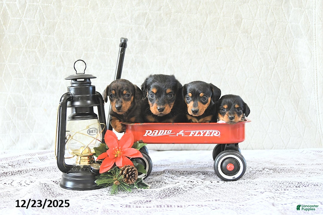Miniature Dachshund dogs for sale: Mia  - Ad 4