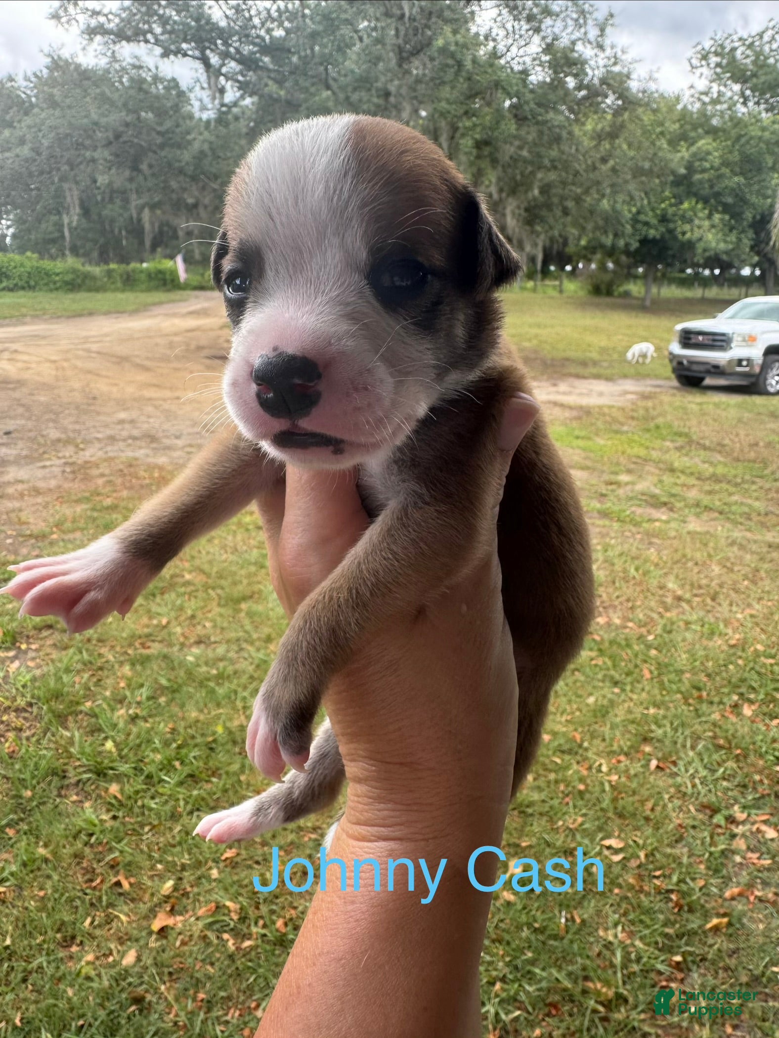 American Bulldog dogs Johnny Cash/ Male #4 - Ad 7
