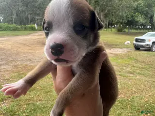American Bulldog dogs Johnny Cash/ Male #4 - Ad 38