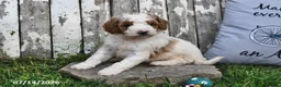 Goldendoodle dogs for sale: Drew - Ad 4