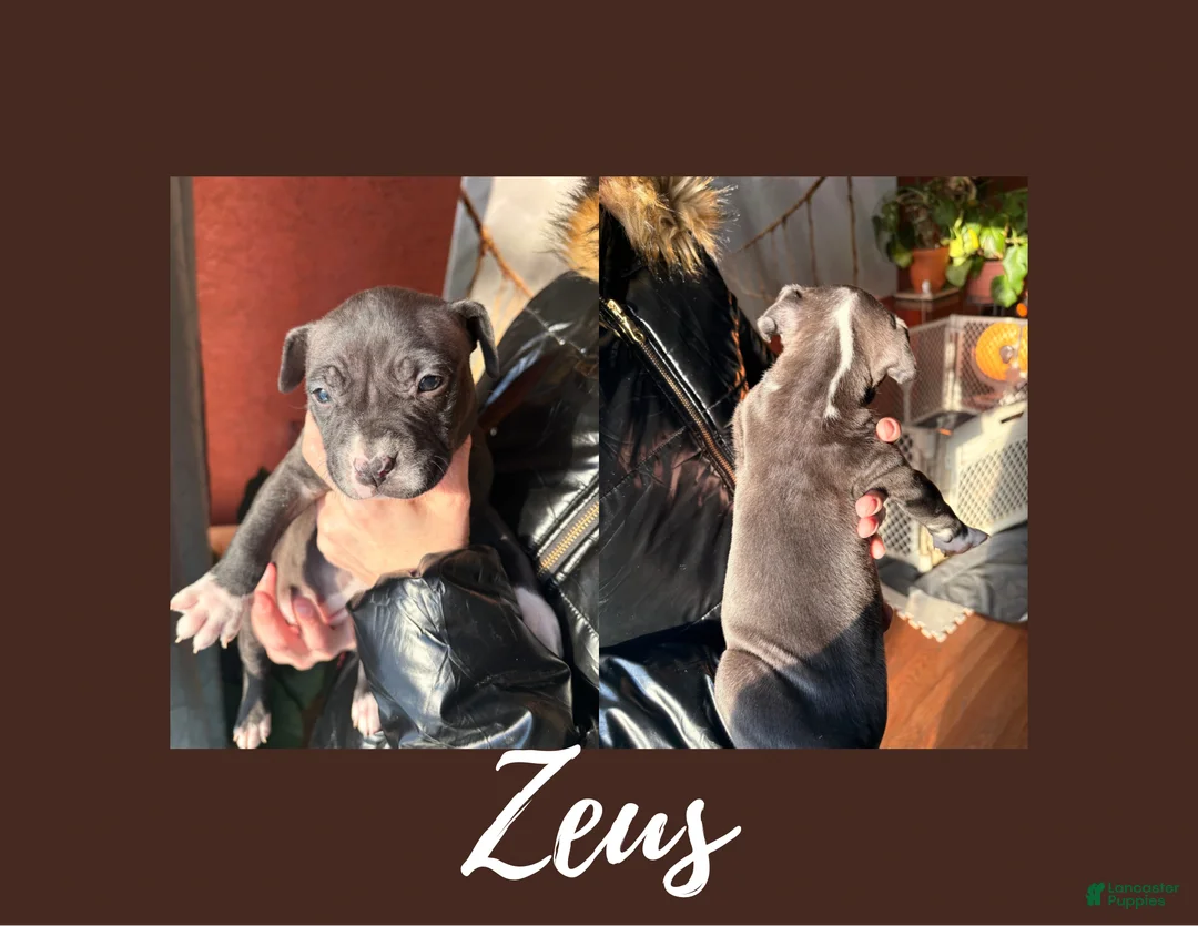 American Pit Bull Terrier dogs for sale: American Pit Bull Terrier Puppy 1 - Ad 1