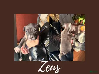 American Pit Bull Terrier dogs American Pit Bull Terrier Puppy 1 - Ad 16