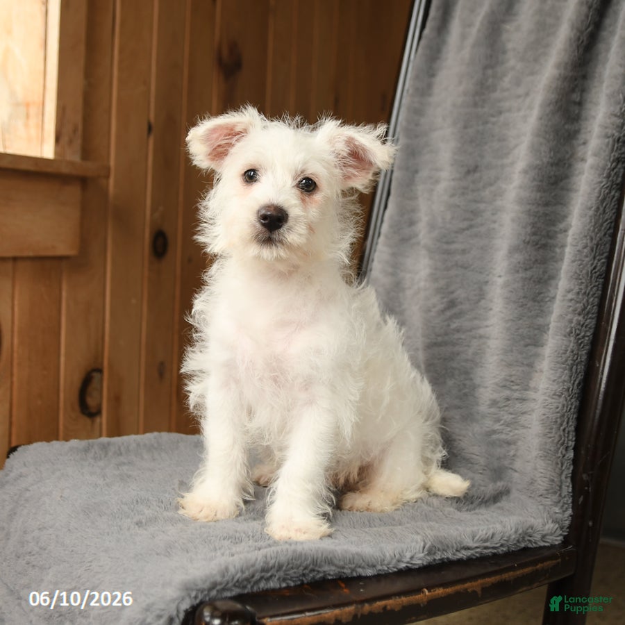 Westiepoo dogs Frank  - Ad 1