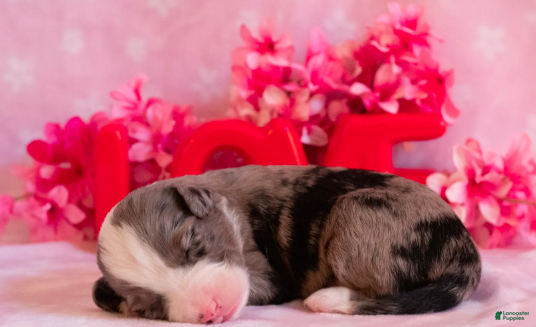 Toy Australian Shepherd dogs Iris - Ad 12