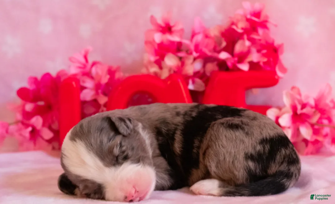 Toy Australian Shepherd dogs for sale: Iris - Ad 1