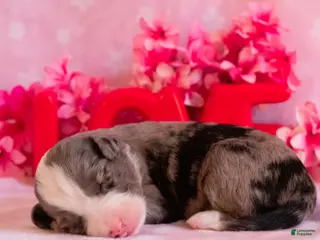 Toy Australian Shepherd dogs Iris - Ad 5