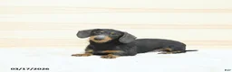 Miniature Dachshund dogs for sale: Perdita - Ad 7