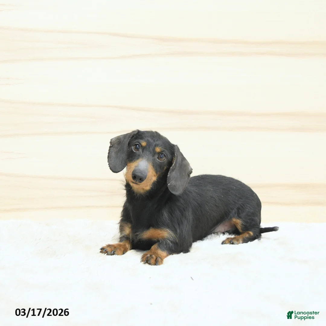 Miniature Dachshund dogs for sale: Perdita - Ad 7