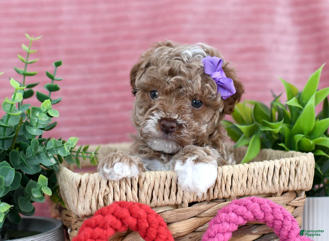 Toy Poodle dogs for sale: Chloe-GENETIC TESTED - Ad 1