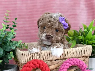 Toy Poodle dogs Chloe-GENETIC TESTED - Ad 16