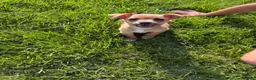 Chihuahua dogs for sale: Chihuahua 1 - Ad 11