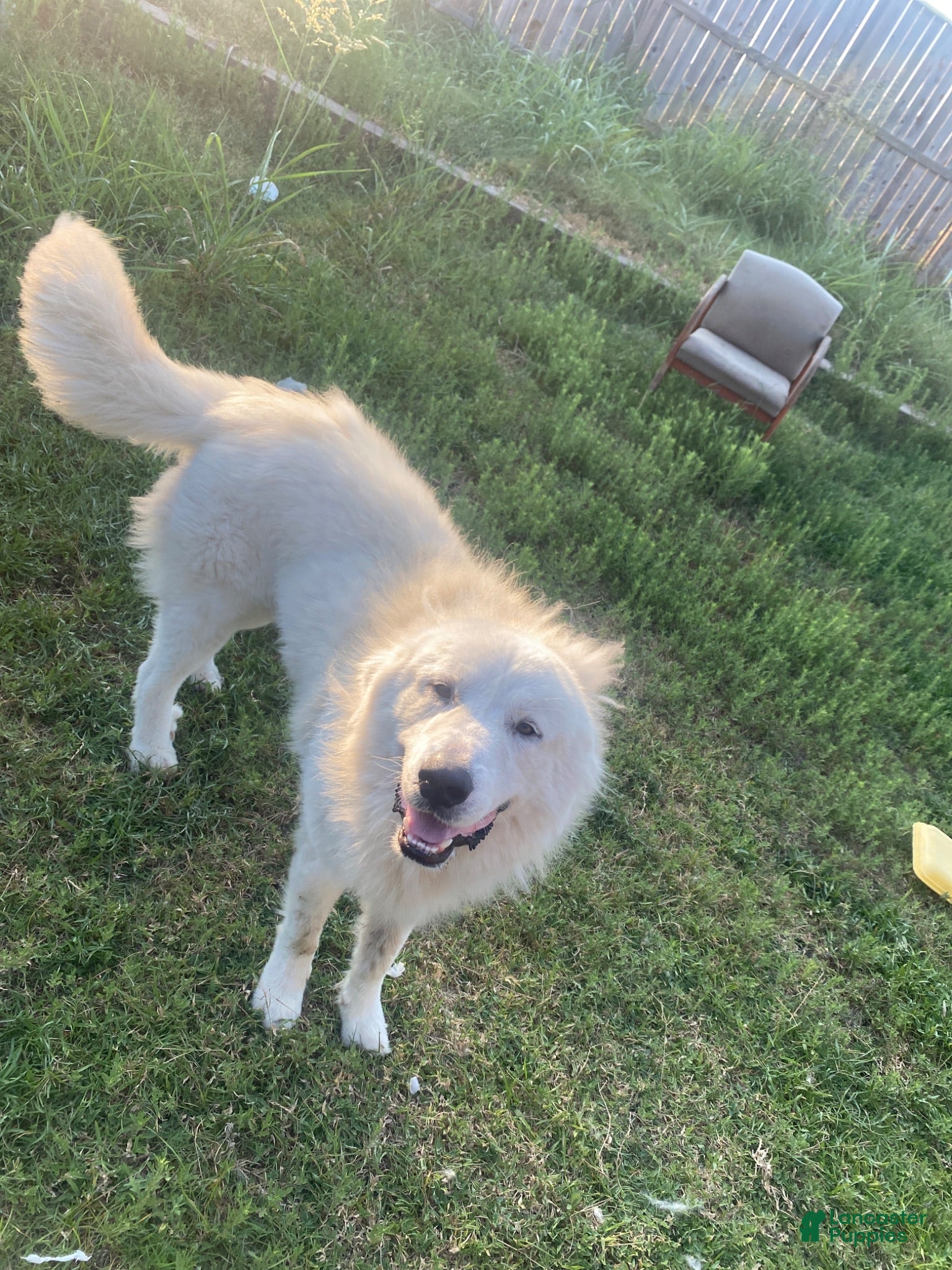 Great Pyrenees dogs Great Pyrenees 1 - Ad 2