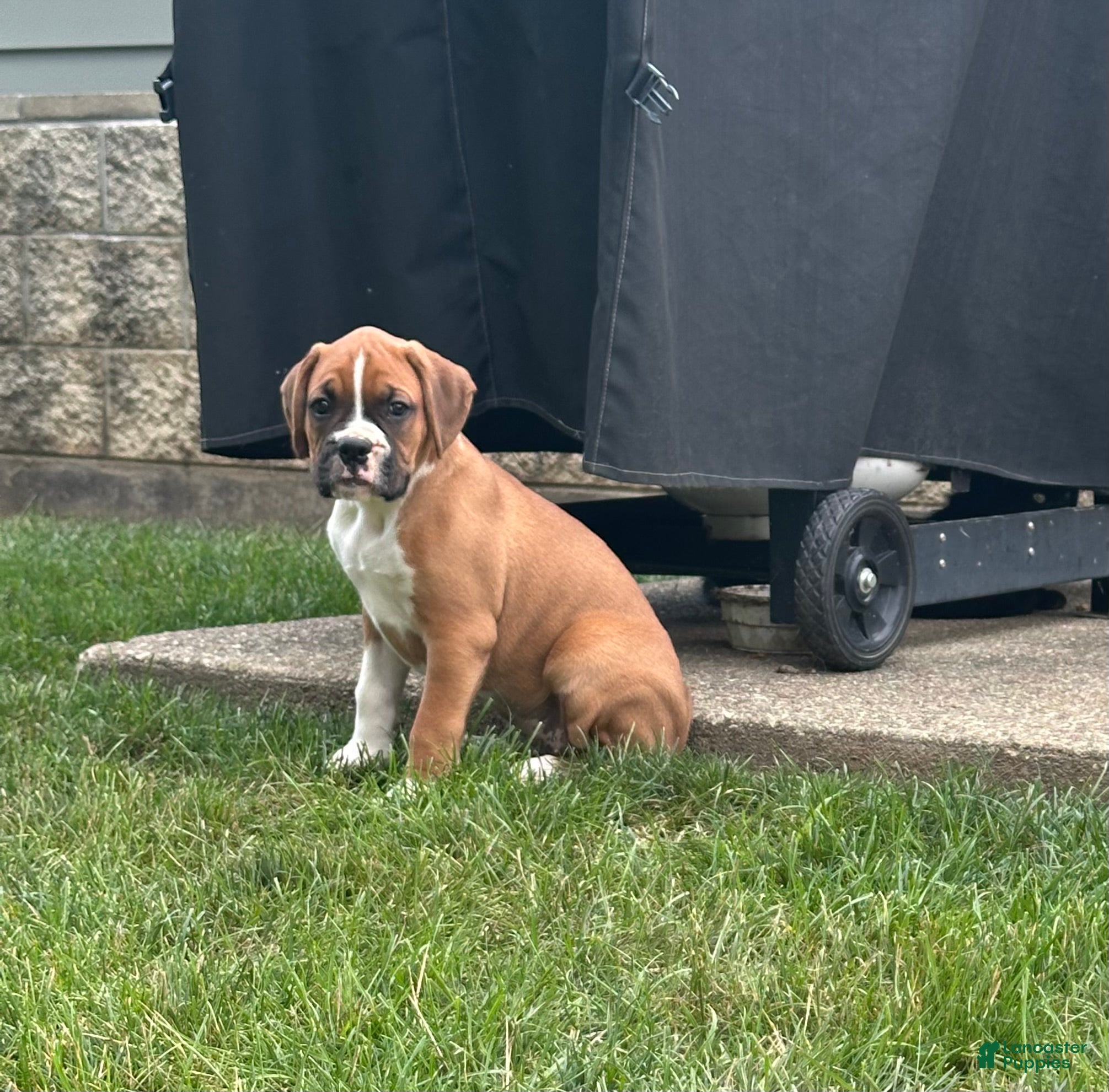 Boxer dogs Boxer 3 - Ad 2
