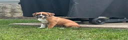 Boxer dogs for sale: Boxer 3 - Ad 2